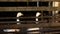 Two white geese behind a wooden fence closeup