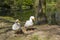 Two white geese near the lake