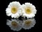 Two white gerberas with mirror image on black