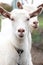 Two white goats close up on a farm