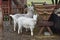 Two white goats eating hay on the farm. Adult and young goats feeding on hay