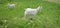Two white goats grass on green summer meadow at village