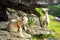 Two white goats grazing on mountain cliff with bell on the neck