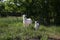 Two white goats small and adult graze in summer on grass, background
