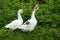Two white goose on natural background