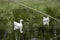 Two white gooses gliding across a lake, a large branch diagonally in the water, fairy tale, swans reflected in the lake, Selective