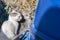 Two white-gray little hungry homeless kitten with soured eyes near the blue barrel in Athens, Greece