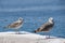Two white gray seagulls stand on dock near sea