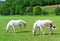 Two white grazing horses on green