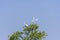 Two White Great egrets, Ardea alba, Bok, Bird on the top of a tree flying with wings wide open