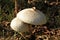 Two White Green Spored Parasol Mushrooms in Late Afternoon Light