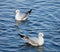 Two white gulls swim in the blue water of the sea, close-up