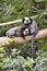 Two white-headed marmosets Callithrix geoffroyi on a branch.