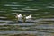 Two white heavy ducks - American Pekin also known as the Aylesbury or Long Island duck