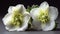 Two white hellebore flowers on a dark background close up