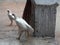 two white hens looking beautiful and searching for shelter