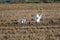 Two white herons Ardea alba at sunset in a paddy field in the natural park of Albufera, Valencia, Spain. Magic colors and