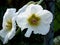 Two white hollyhock fmallow malva flower flowers at garden green leaves