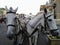 Two white horses, closeup heads