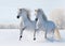 Two white horses gallop on snow field