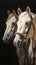 Two white horses with gleaming coats against a dark background. Concept of equine elegance, animal portraits, and the