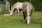 Two white horses grazing free in the farmland