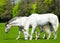 Two white horses grazing in the pasture