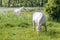 Two white horses on green pasture