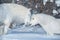 Two white horses kissing in winter background