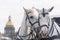 Two white horses love each other in St. Petersburg on the background of St. Isaac`s Cathedral