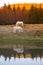 Two white horses pasturing by a lake with a reflection in water