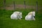 Two white horses resting in the pasture field