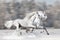 Two white horses in winter run gallop