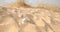 Two white human skulls lie on the sand in the desert