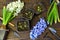 Two white hyacinthus with watering can and garden tools on wooden plank