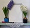 Two white hyacinthus with watering can and garden tools on wooden plank