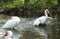 Two white ibis bathing and splashing in pond, Fort Desoto, Flori