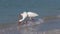 Two white ibis eudocimus albus walking in shallow surf eating clams.