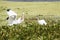 Two white ibises face off in a swamp in Florida.