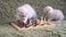 Two white kitten playing chess