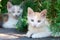 Two white kittens