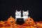 Two white kittens by black cauldron and jack o lanterns