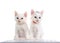 Two white kittens wearing collars sitting at a computer keyboard