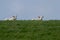 Two white lambs on green against blue sky