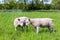 Two white lambs playing together in green meadow