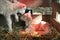 two white lambs under heat lamp in barn of organic farm in holland