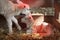two white lambs under heat lamp in barn of organic farm in holland