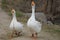 Two white large domestic geese walk on gray sand
