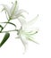 Two white lilies