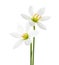 Two white lilies isolated on a white background. Zephyranthes candida